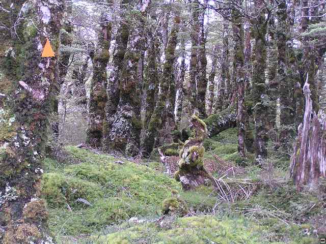 NZ leden-unor 2006 194.jpg